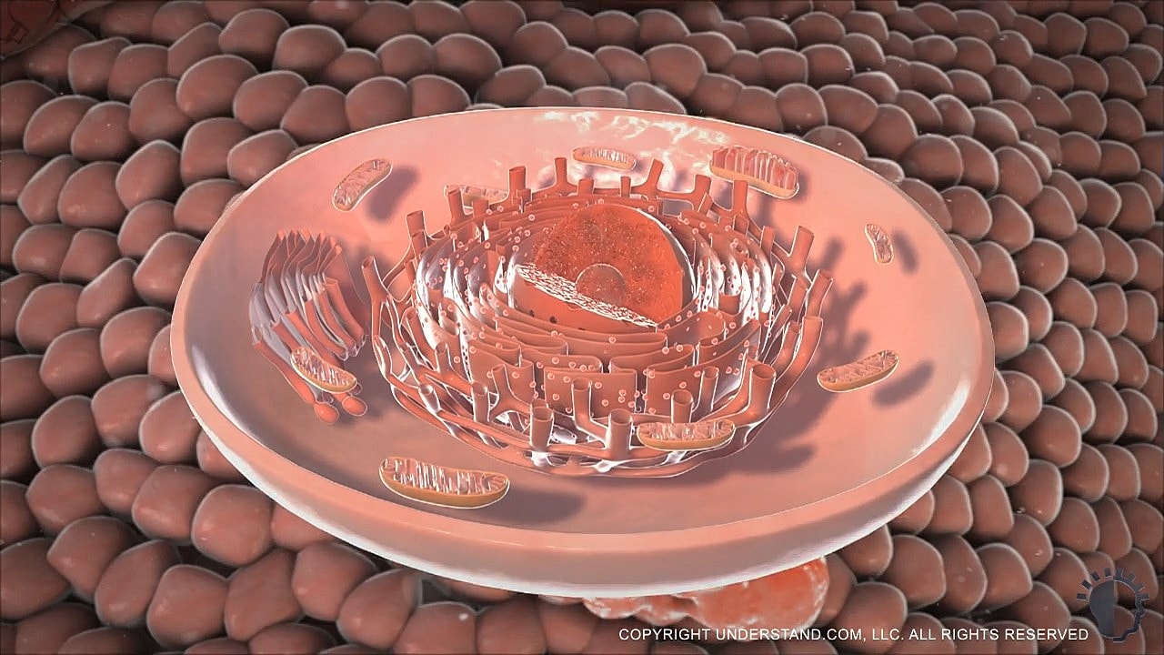 Cell structure with mitochondria and membranes visualized.